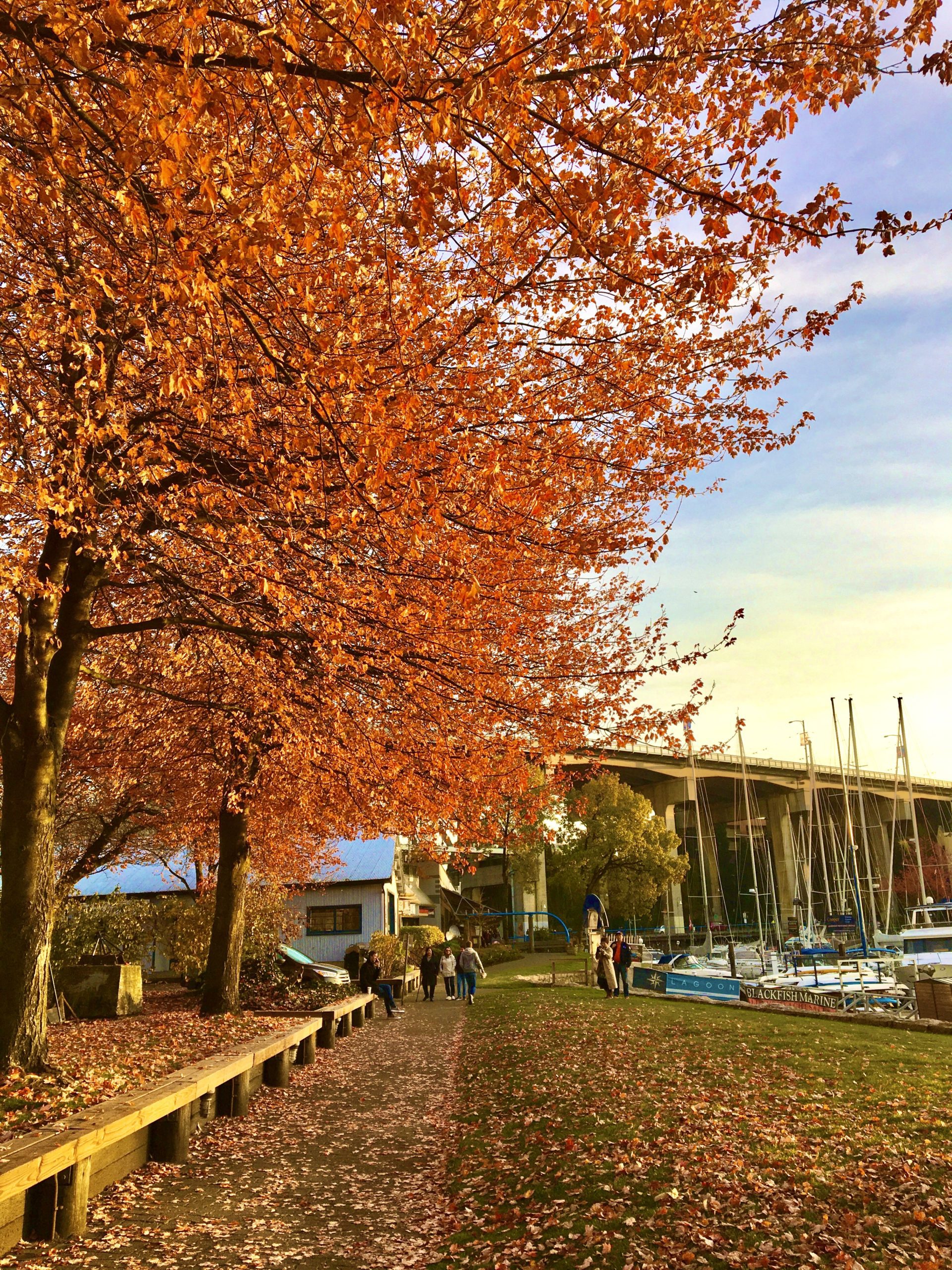 Granville Island Fall Foliage