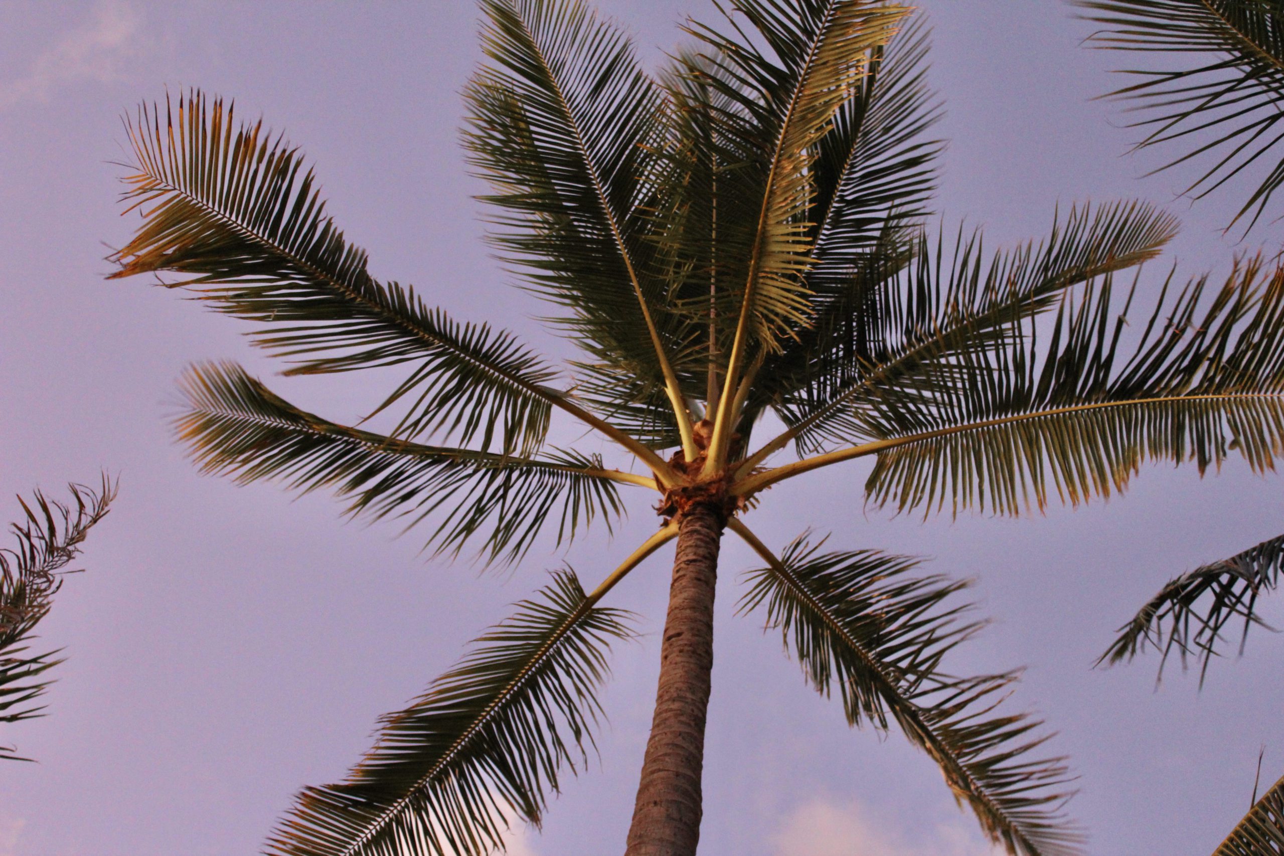 Palm tree at dusk