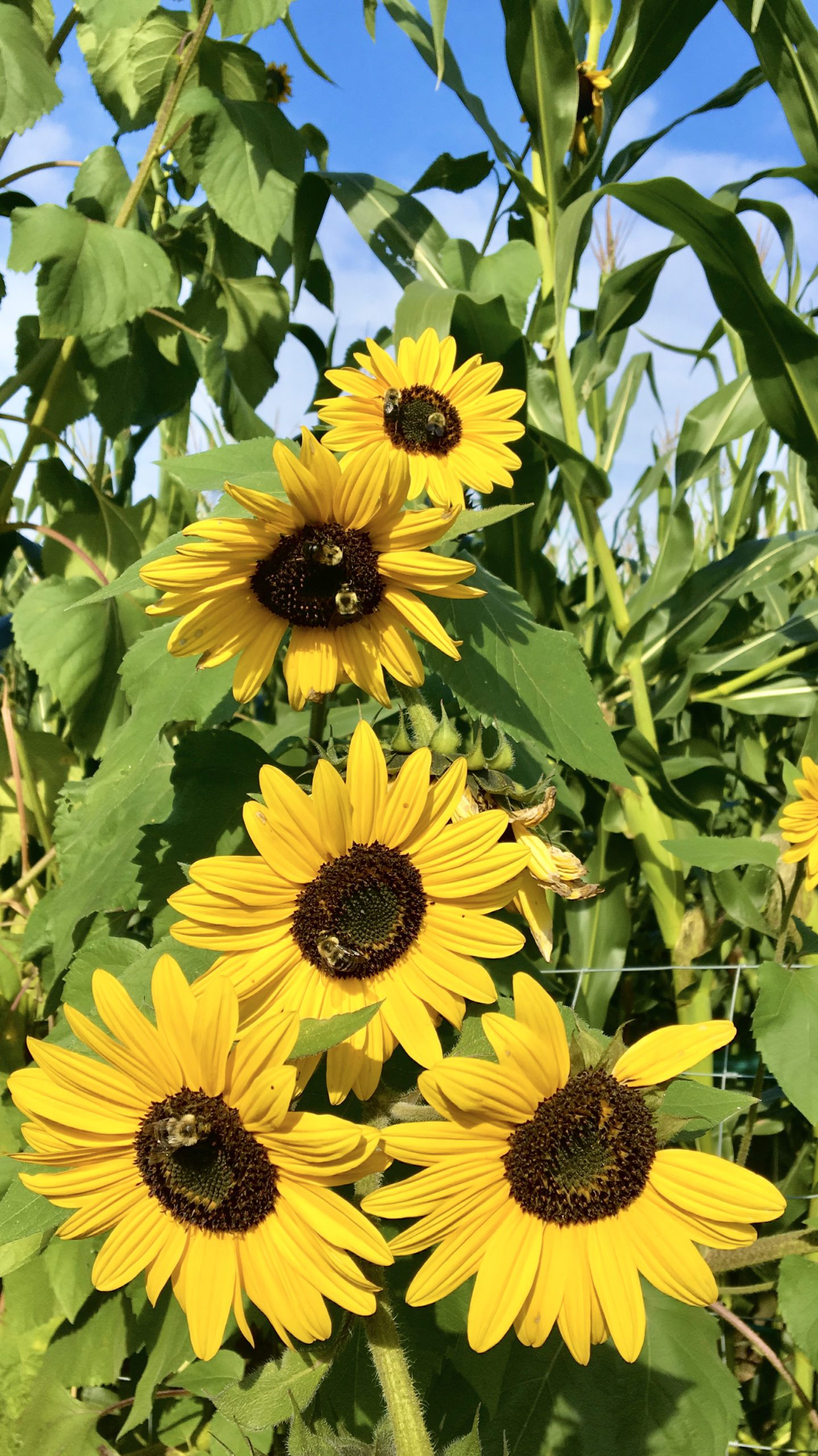 Sunflowers